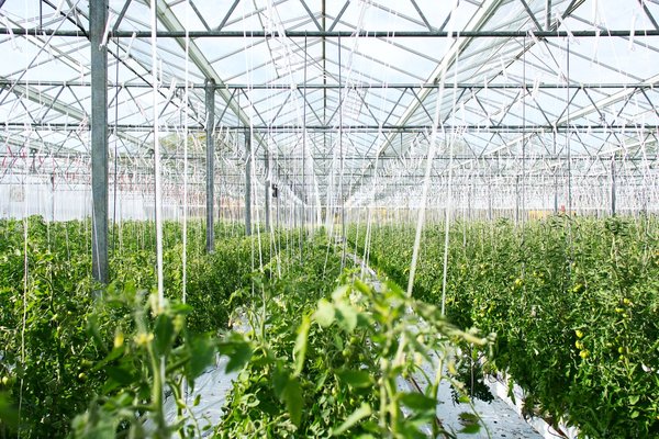 Les chambres d'agriculture en France : enjeux, stratégies et solutions durables